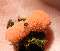 Tubifera