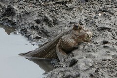 Periophthalmodon schlosseri