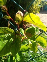 Passiflora alata × caerulea