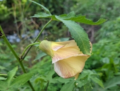 Abelmoschus moschatus