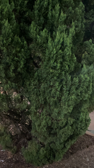 Platycladus orientalis