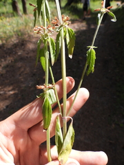Dracocephalum thymiflorum