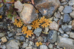 Austrolycopodium fastigiatum