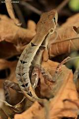 Stenocercus iridescens