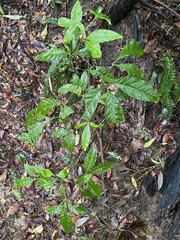 Melicope pteleifolia