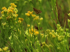 Euthamia occidentalis