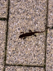 Pleurodelinae