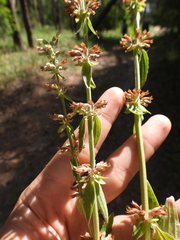 Dracocephalum thymiflorum
