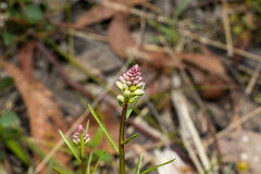 Stackhousia monogyna