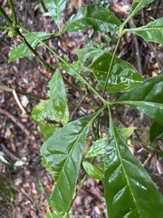 Melicope pteleifolia