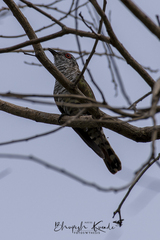 Chrysococcyx minutillus