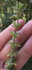 Dracocephalum thymiflorum