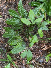 Melicope pteleifolia