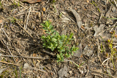 Pimelea humilis