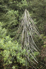 Pseudopanax crassifolius