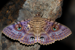 Speiredonia spectans