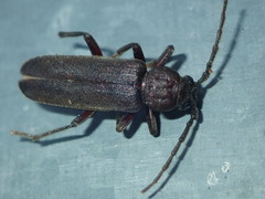 Arhopalus rusticus