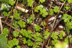 Hydrocotyle elongata