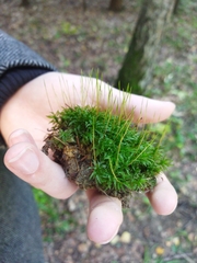 Atrichum undulatum