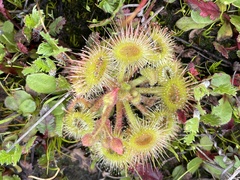 Drosera glanduligera