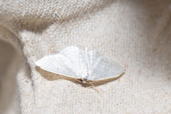 Idaea subsericeata