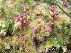 Drosera glanduligera