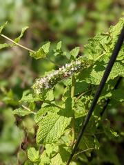 Mentha spicata