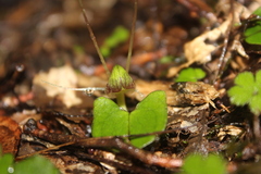 Corybas walliae
