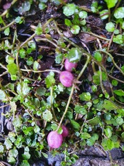 Lobelia angulata