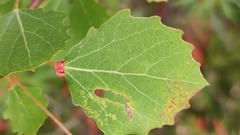 Eriophyes diversipunctatus