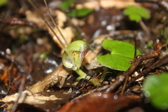 Corybas walliae