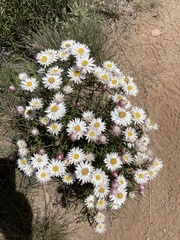 Coronidium waddelliae