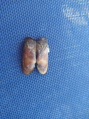 Barbatia barbata