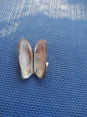Barbatia barbata