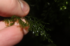 Hymenophyllum multifidum