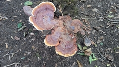 Ganoderma resinaceum