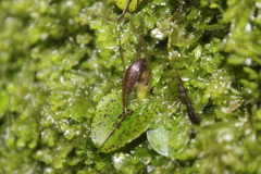 Corybas iridescens