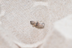 Nephopterix angustella