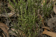 Ozothamnus obcordatus