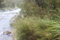 Carmichaelia odorata