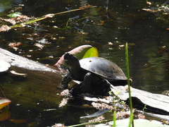 Emys orbicularis