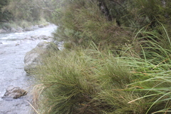 Carmichaelia odorata
