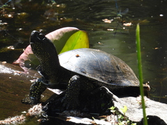 Emys orbicularis