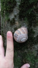 Helix lucorum