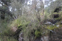 Carmichaelia odorata