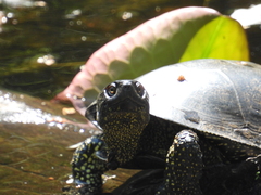 Emys orbicularis