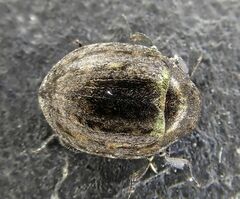 Cytilus sericeus