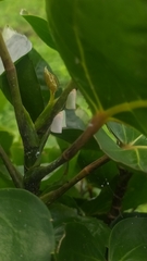 Sanurus