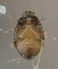 Stethorus pusillus