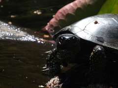 Emys orbicularis